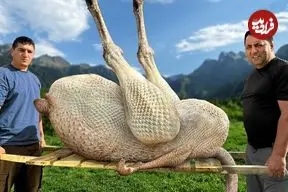 ببینید| غذای روستایی در آذربایجان؛ کباب کردن یک شترمرغ کامل در بشکه