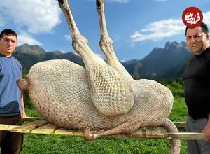 ببینید| غذای روستایی در آذربایجان؛ کباب کردن یک شترمرغ کامل در بشکه