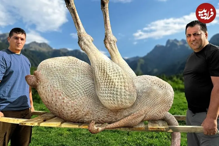 ببینید| غذای روستایی در آذربایجان؛ کباب کردن یک شترمرغ کامل در بشکه