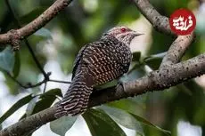 چرا «کوکو» تخم‌های خود را در لانۀ کلاغ می‌گذارد؟ 