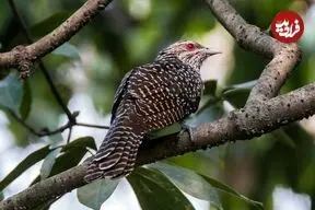 چرا «کوکو» تخم‌های خود را در لانۀ کلاغ می‌گذارد؟ 