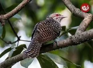 چرا «کوکو» تخم‌های خود را در لانۀ کلاغ می‌گذارد؟ 