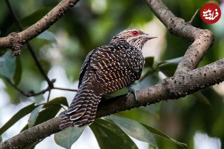 چرا «کوکو» تخم‌های خود را در لانۀ کلاغ می‌گذارد؟ 