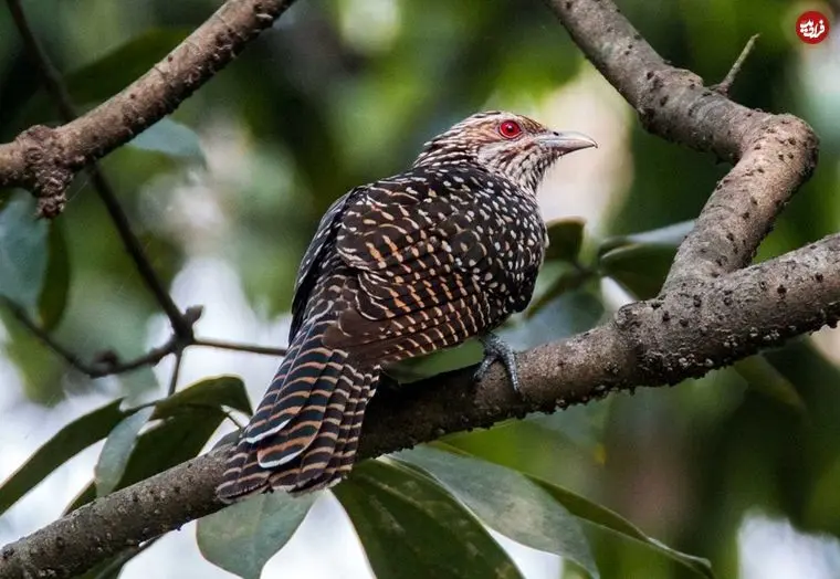 چرا «کوکو» تخم‌های خود را در لانۀ کلاغ می‌گذارد؟ 