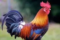 (ویدئو) مجبوری مگه؟