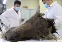 (تصاویر) حیوان باستانی منقرض شده به حیات باز می‌گردد؟