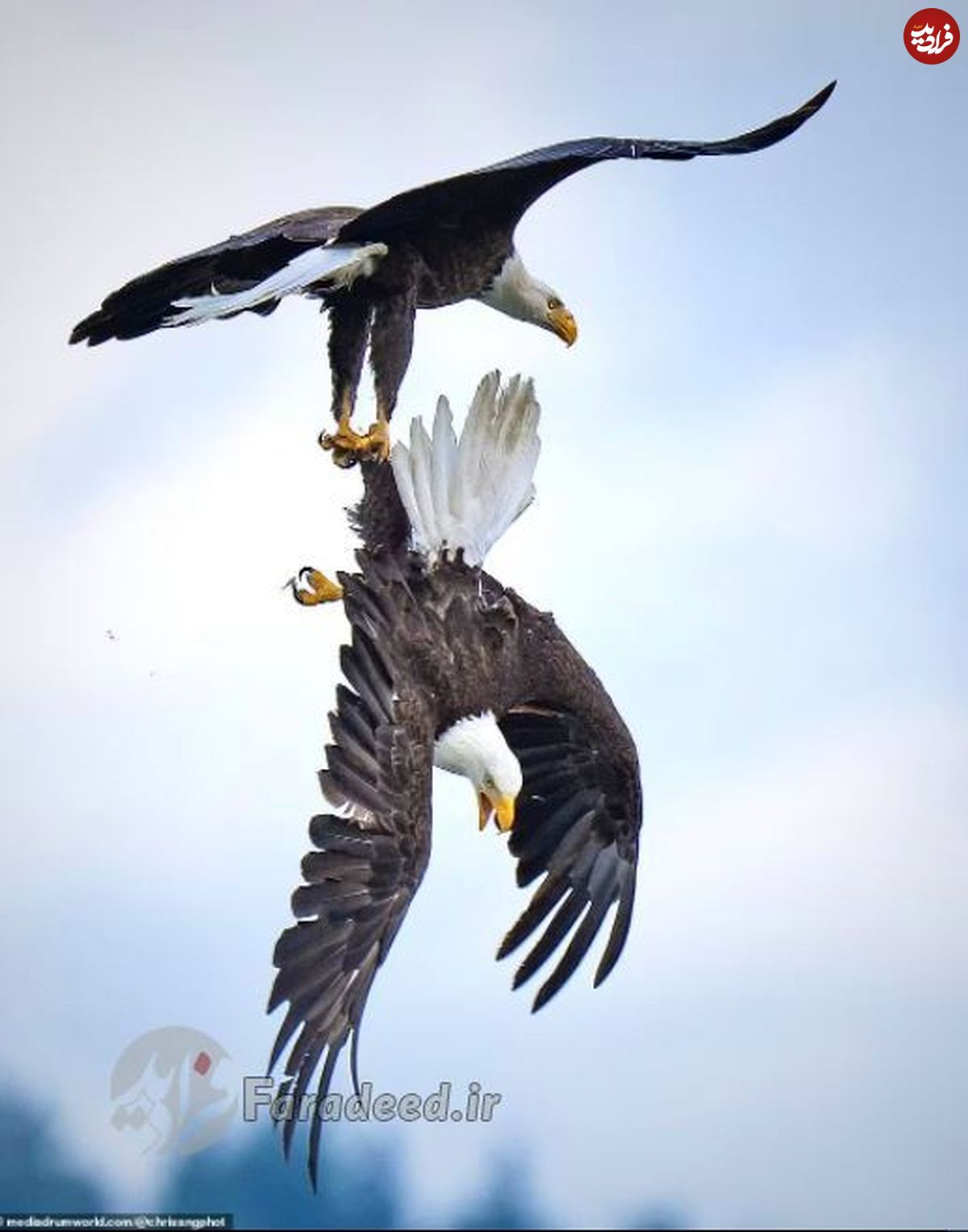 تصاویر/ دعوای شدید دو عقاب در آسمان