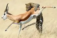 (ویدئو) شکار حرفه‌ای آهو توسط پلنگ