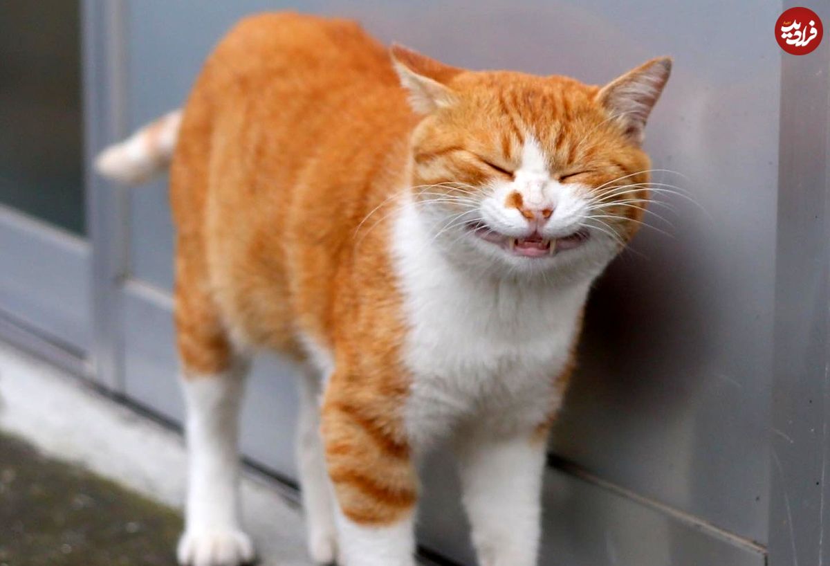 ۵۰ عکس خنده‌دار از زندگی گربه‌های توکیو!
