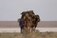 (ویدئو) شتر‌ها و کوسه‌ها ناجی میلیون‌ها انسان از مرگ حتمی!