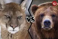 (ویدئو) تلاش احمقانه پوما برای کشتن خرس غول پیکر