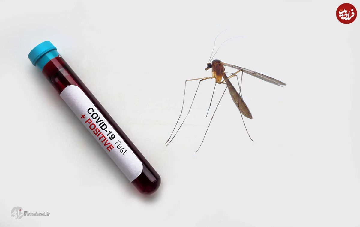 آیا پشه‌ها ویروس کرونا را منتقل می‌کنند؟