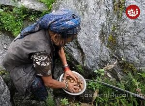 (ویدئو) غذای روستایی در نپال؛ پخت یک غذای محلی با ذرت و سیب زمینی