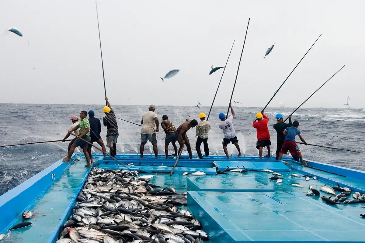 (ویدئو) خوش شانس ترین ماهیگیرهای جهان؛ صید سرعتی 1200 ماهی تن بزرگ با قلاب!
