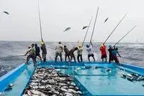 (ویدئو) خوش شانس ترین ماهیگیرهای جهان؛ صید سرعتی 1200 ماهی تن بزرگ با قلاب!
