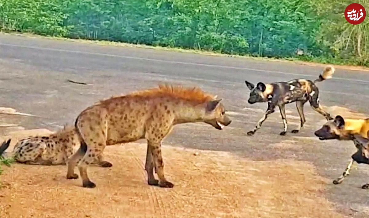 (ویدئو) رویارویی نادر کفتار ماده با سگ‌های وحشی برای نجات جان توله‌اش!