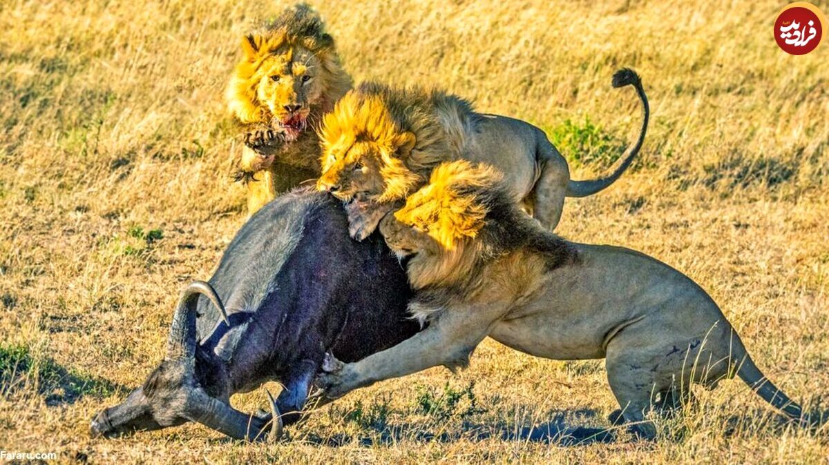 (تصاویر) اتفاقی کم‌سابقه در حیات وحش؛ چهار شیر نر یک بوفالو را کشتند