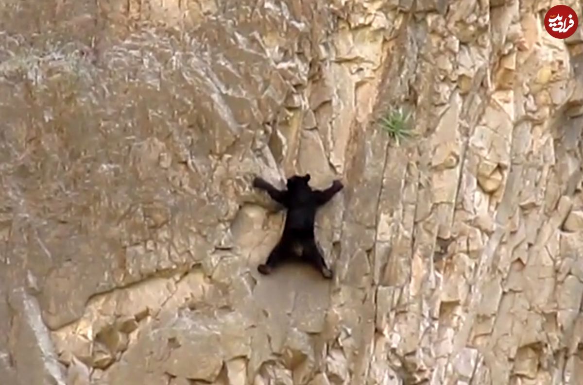 (ویدئو) لحظه صخره نوردی خیره کننده خرس سیاه و توله‌اش!
