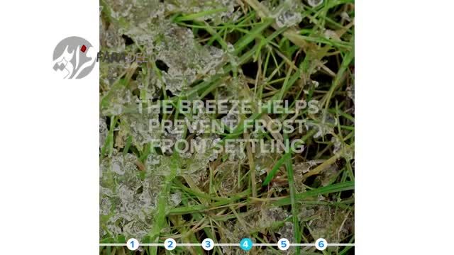 ویدیو/ نگهداری از درختان و گلدان‌ها در هوای سرد زمستان