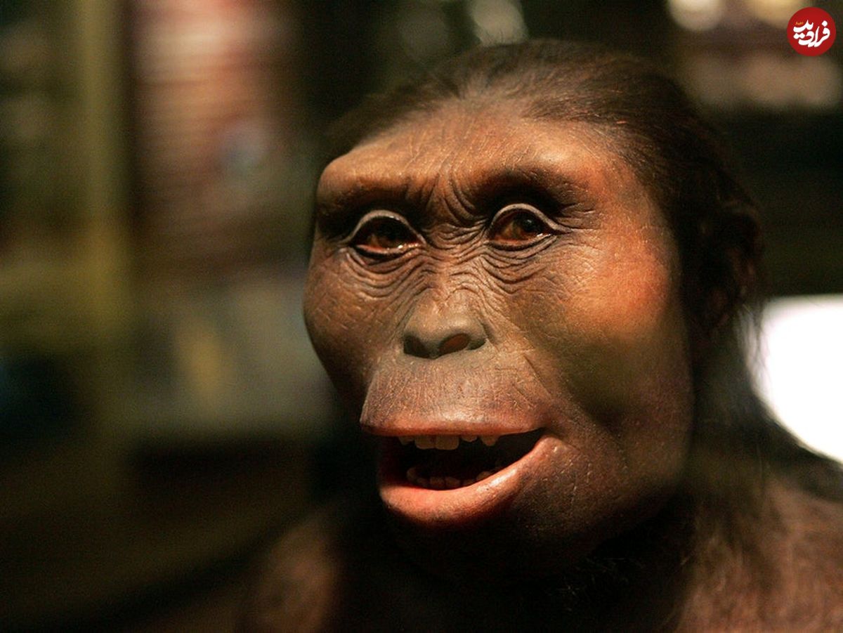 "جنوبی‌کپی‌ها"، گونه‌ای انسان تبار با دندان‌های محکم