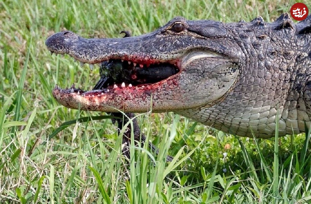 (عکس) استفاده هولناک از تمساح به عنوان سلاح هنگام درگیری!