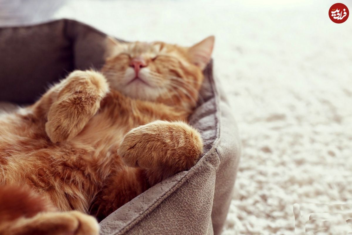 (ویدئو) خوابِ ناز یک گربه خیابانی در مغازه