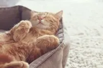 (ویدئو) خوابِ ناز یک گربه خیابانی در مغازه