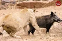 (ویدئو) ژست احمقانه گراز در برابر شیر نر!
