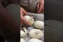 (ویدئو) لحظه شگفت انگیز بیرون آمدن یک مار کمیاب از تخم