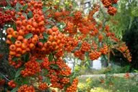 میوه ای کوچک با معجزه ای بزرگ برای قلب و اعصاب!