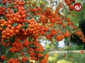 میوه ای کوچک با معجزه ای بزرگ برای قلب و اعصاب!