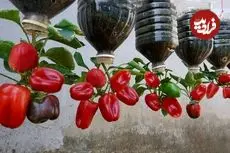 ببینید| یک روش متفاوت برای پرورش فلفل دلمه ای در بطری پلاستیکی و در خانه