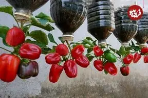 ببینید| یک روش متفاوت برای پرورش فلفل دلمه ای در بطری پلاستیکی و در خانه
