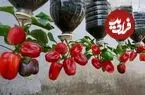 ببینید| یک روش متفاوت برای پرورش فلفل دلمه ای در بطری پلاستیکی و در خانه