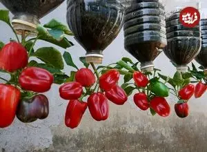 ببینید| یک روش متفاوت برای پرورش فلفل دلمه ای در بطری پلاستیکی و در خانه