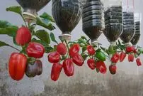 ببینید| یک روش متفاوت برای پرورش فلفل دلمه ای در بطری پلاستیکی و در خانه