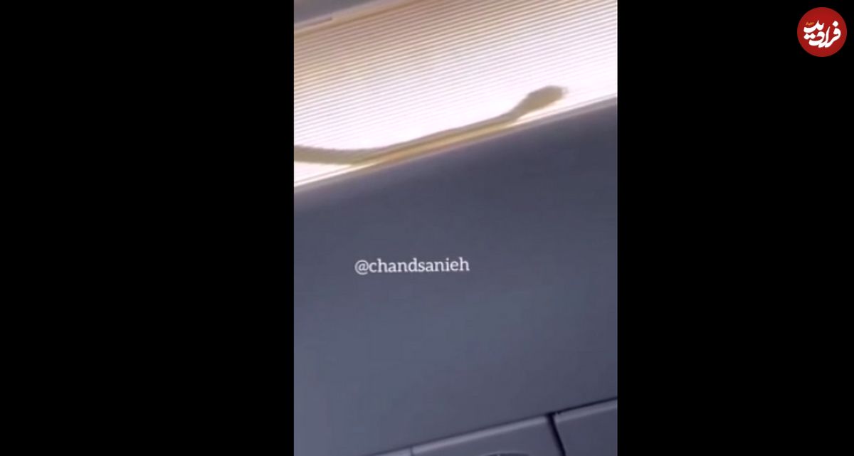 (ویدئو) ورود عجیب مار به داخل هواپیمای ایرباس ۳۲۰