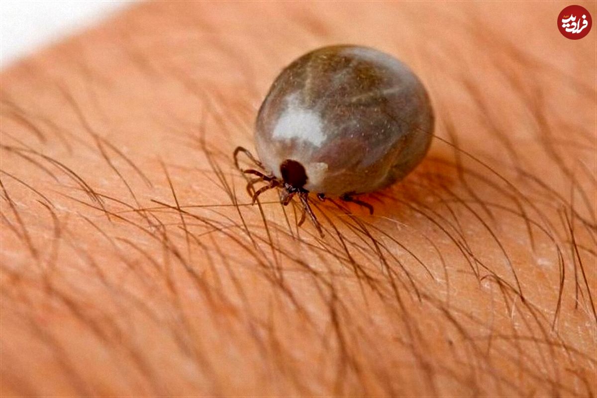 ثبت اولین فوتی مبتلا به تب کریمه کنگو در کشور