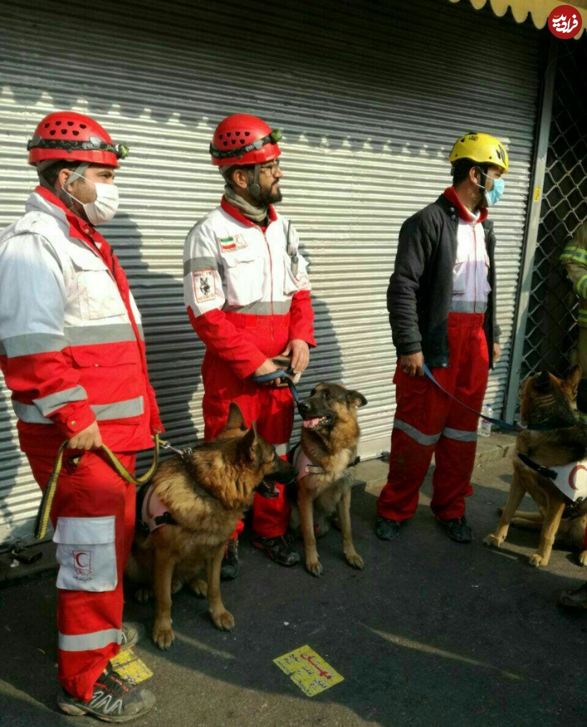 عکس/ سگ‌های زنده‌یاب در محل ریزش ساختمان پلاسکو