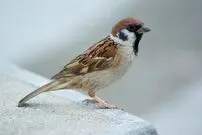 (ویدئو)حرکت دیدنی پرنده گرسنه برای غذاگرفتن از صاحبخانه