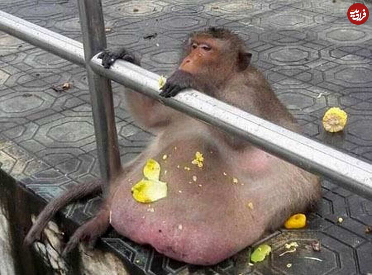 تصاویر/ انتقال چاق‌ترین میمون تایلند به کمپ لاغری!