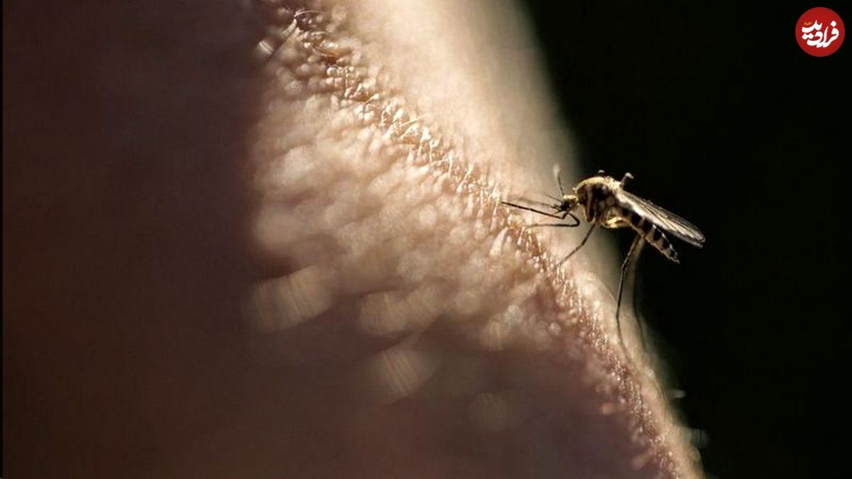 واکسن جدید مالاریا ۷۷ درصد کارآیی دارد