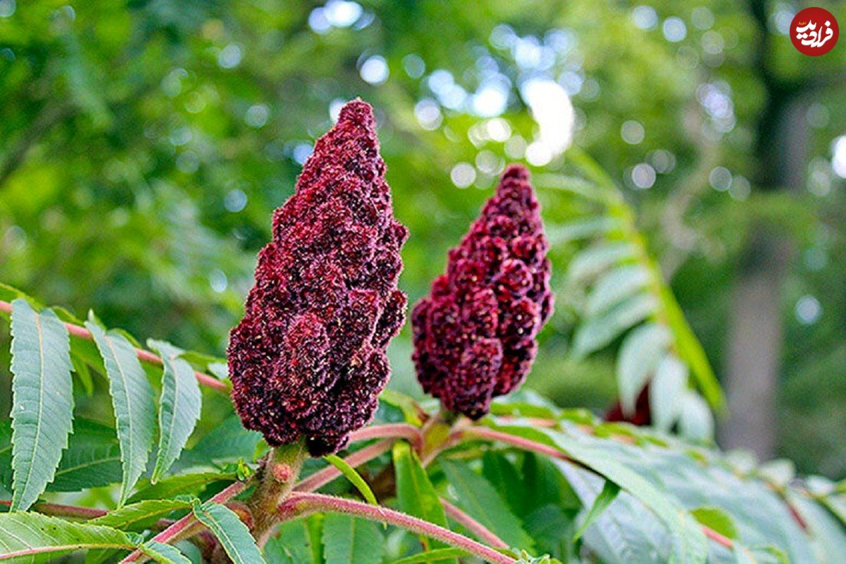 خواص دمنوش سماق برای چربی خون؛ روش تهیه دمنوش سماق