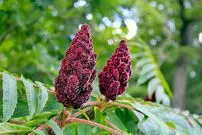 خواص دمنوش سماق برای چربی خون؛ روش تهیه دمنوش سماق