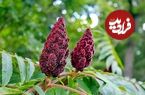 خواص دمنوش سماق برای چربی خون؛ روش تهیه دمنوش سماق
