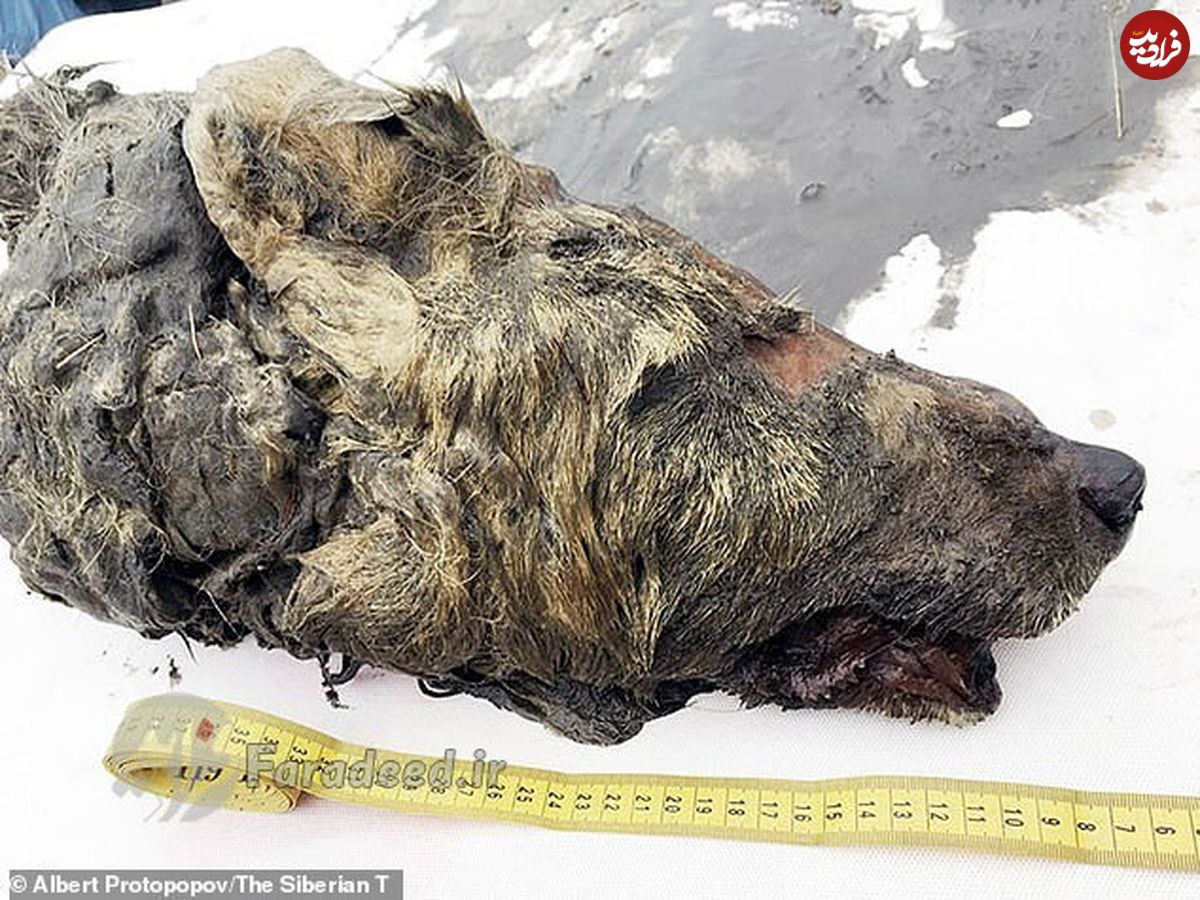 گرگ ۴۰۰۰۰ ساله در سیبری پیدا شد