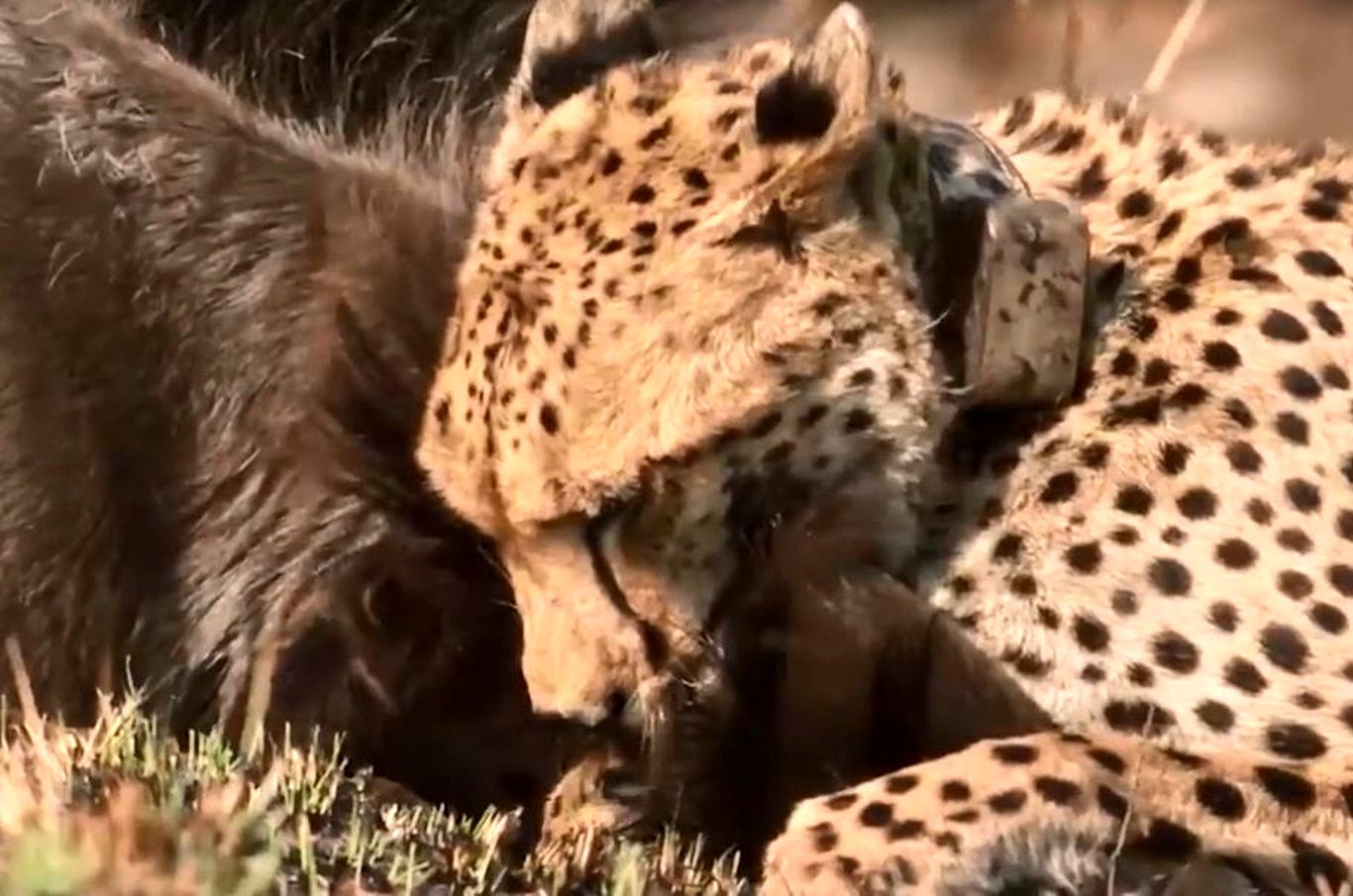 (ویدئو) نقشه هوشمندانه یوزپلنگ‌ها برای شکار کل یالدار
