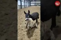 (ویدئو) الاغ شجاع، گوش کفتار قلدر را از جا کند!