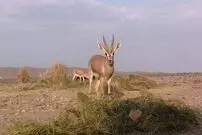 (ویدئو) زیباترین آهوی بومی ایران را ببینید