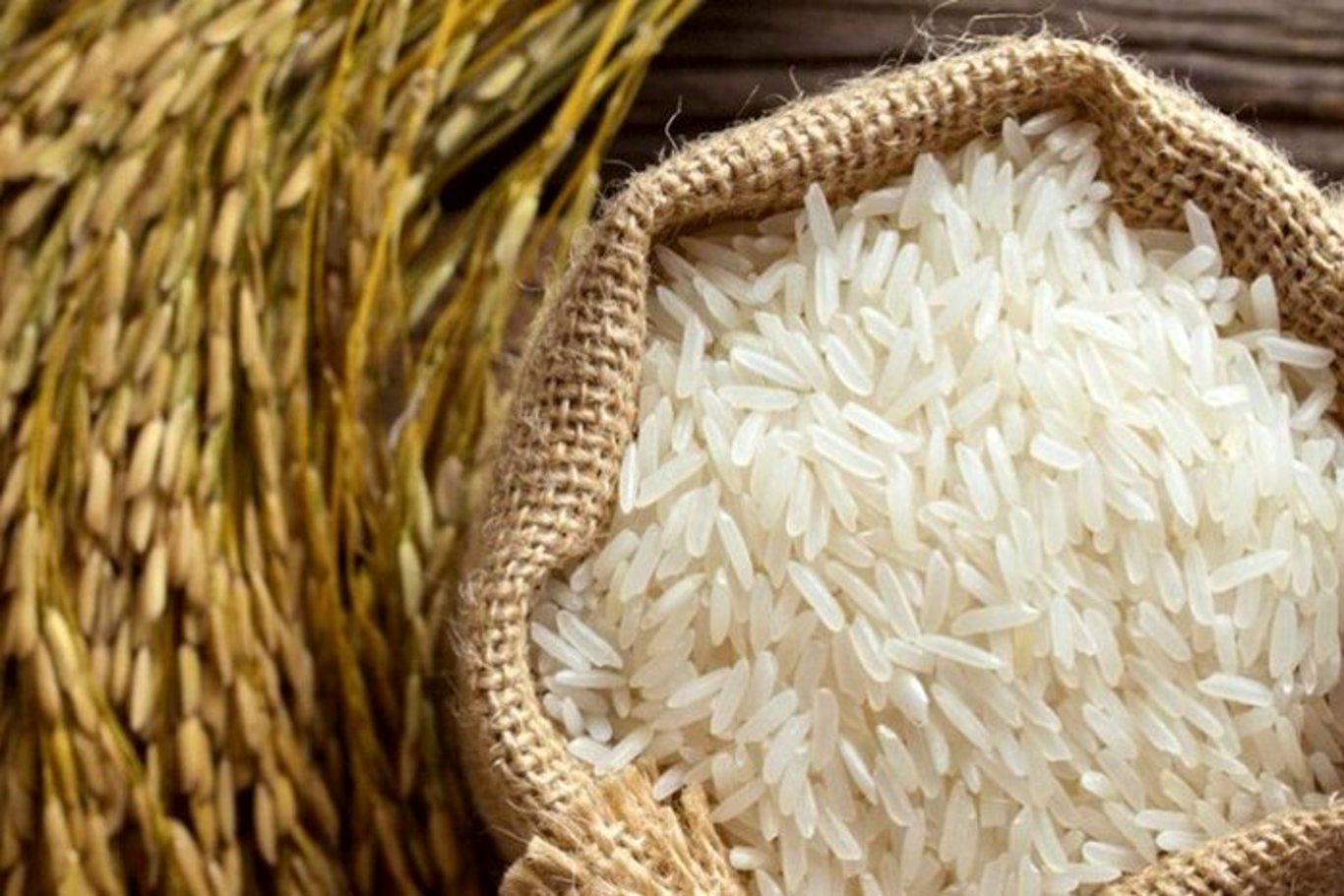 برنج گران روی دست کشاورزان بادکرد